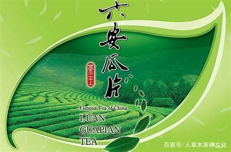 六安瓜片属于什么茶（起源、外观特点、口感和香气）
