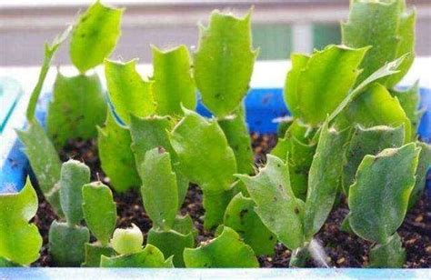 蟹爪兰的叶片又软又薄还蔫，软、薄、蔫