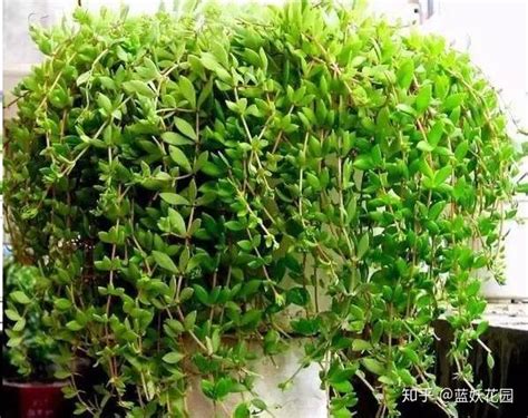 垂盆草哪里有卖（花卉市场／植物园／线上购买）