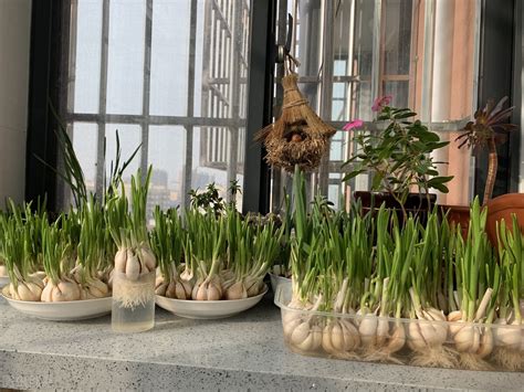 大蒜水培植物生长观察日记（初期／中期／后期）
