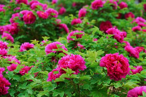 牡丹花开的季节和月份（春季开放、夏季开放、其他开放季节）