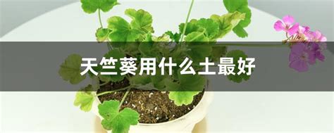 天竺葵用什么土最好（天竺葵的生长环境、适合天竺葵生长的土壤）