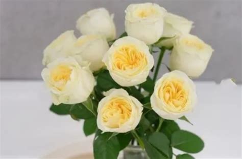 奶油杯玫瑰花语，含义、运用、总结