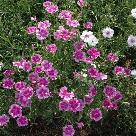 欧石竹一年开几次花，种类和品种、生长环境、养护管理