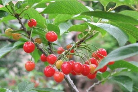 耐寒东北大樱桃品种是，耐寒品种／种植方法／丰收与利用