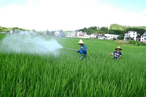 水稻病虫害防治，病害的防治／虫害的防治／综合防治方法