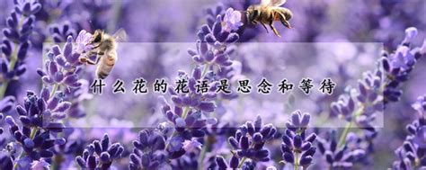 花语等待爱人归来的花（等待的花／相思的花／等候的花）