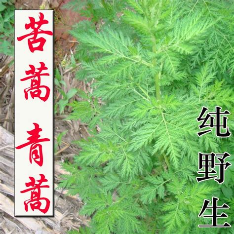 臭蒿和青蒿的区别，形态差异／生态习性差异／药用价值差异