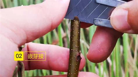 枣树什么时候嫁接，春季嫁接、秋季嫁接、其他注意事项