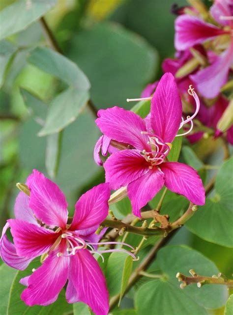 紫荆花又名什么花（特点、分布、用途）
