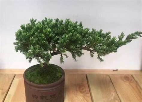 柏科植物盆栽有哪些（常见品种／特点／养护方法）