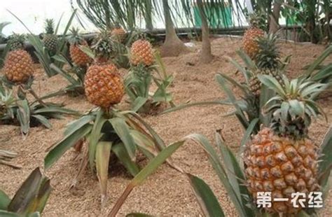 菠萝怎么生长的全过程（种植／生长／成熟和收获）