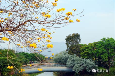 黄花风铃木拍照姿势（正面特写／侧面全景／背景虚化）