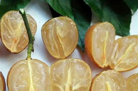 黄皮果什么时候开花，环境、周期、栽培管理