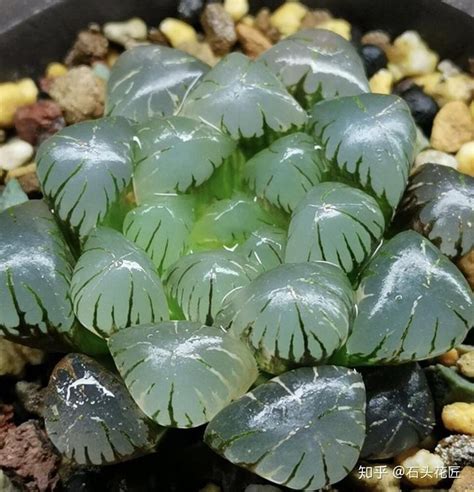如何把玉露养紧凑，选择合适的茶叶／保持适宜的贮存环境