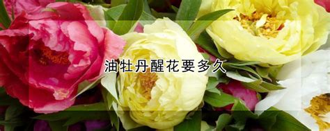 <strong>洋牡丹如何醒花，肥料施用、适宜的温度、适当修剪</strong>