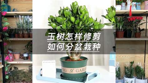 玉树怎样修剪枝干会变粗（修剪要适度、避免频繁修剪、注意修剪技巧）