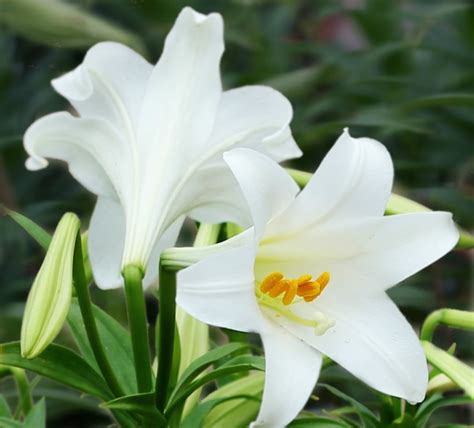 百合花的象征意义，纯洁与美丽／高贵与高尚／希望与祝福