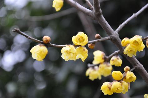腊梅花长什么样，外貌特征／生长环境／寓意和用途