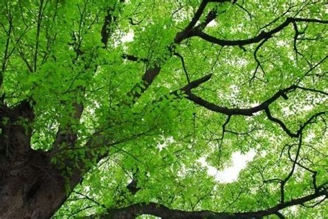 黄桷树对风水的影响（位置摆放、形状和生长状况、五行属性）