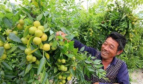冬枣树怎么修剪，前的准备／枝条／树冠