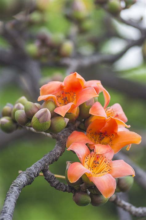 木棉花的花语和寓意和象征（花语／寓意／象征）
