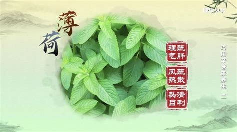 藿香味甘还是辛，主要成分／甘味／功效与应用