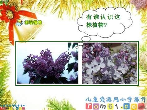 一株紫丁香表达了什么（丰富的花色、淡淡的香气、美丽的花朵）