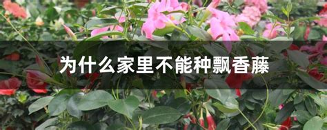 为什么家里不能种飘香藤，过于繁茂的生长、容易引起过敏