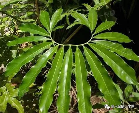 印第安羽毛蔓绿绒（外观特点、栽培要点、寓意与象征）