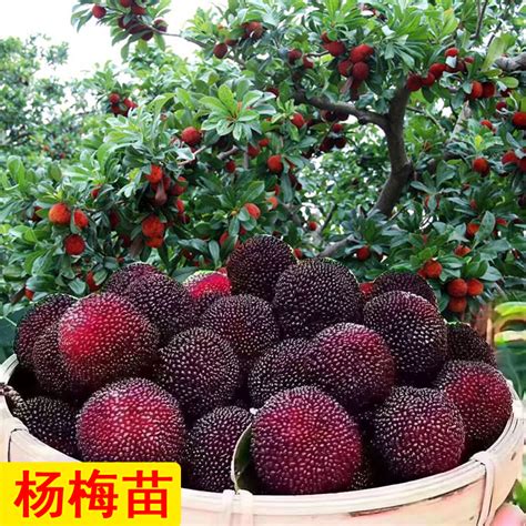 东魁杨梅好还是黑炭好，东魁杨梅、黑炭杨梅、结论