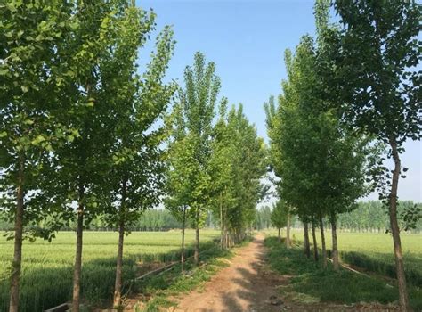 杨树几年成材卖钱（成长周期／经济价值／种植前景）