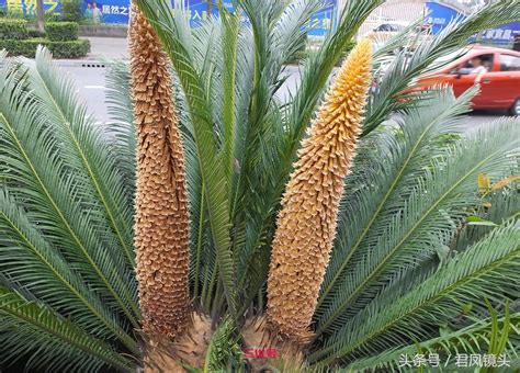 铁树开花古稀来是什么生肖（古稀的生肖／活力与智慧的结合）