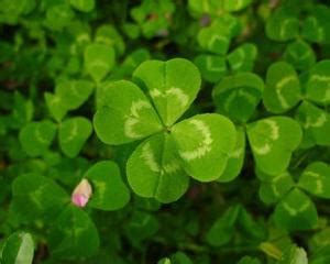 三叶草与四叶草的区别（形态特征、象征意义、寓意传说）