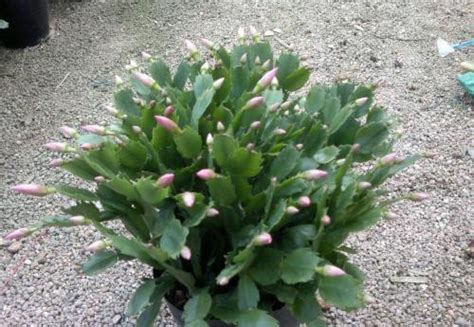 绿植花卉生意怎么入行，充实专业知识／选择合适的经营模式