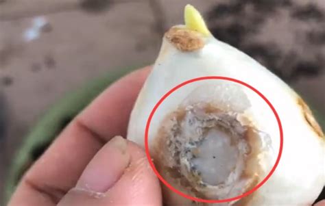 郁金香种球发霉了还能活吗（发霉的郁金香种球该怎么处理？）