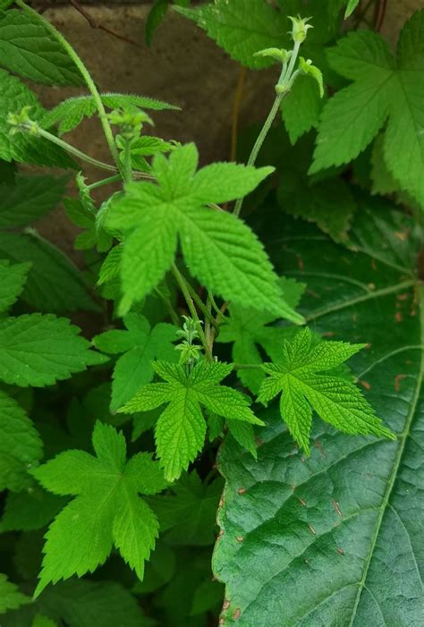 葎草是什么植物，外形特征／生长环境／药用价值