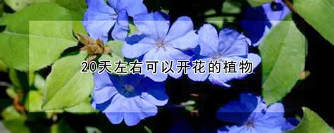 20天左右可以开花的植物（虎刺／夜来香／麝香百合）