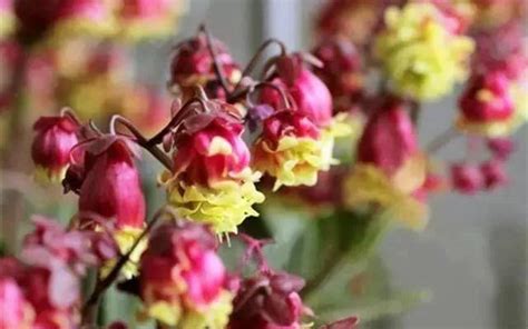 长寿宫灯花一年开几次花（长寿宫灯花的特点／首次开花）
