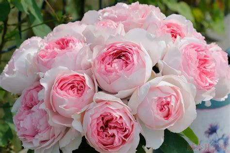 伊芙古典香水月季（令人陶醉的花香、优雅的包装设计）