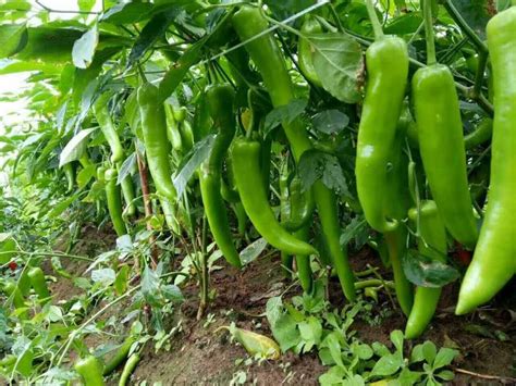 辣椒用什么肥料最好（有机肥料／复合肥料／生物有机肥料）