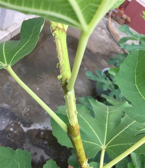 杨树除虫最简单方法（预防虫害／生物防治／化学防治）