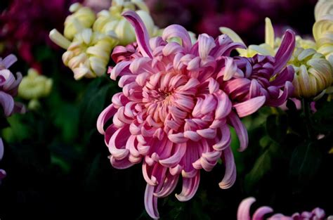 菊花都有什么品种（品种／养殖技巧／传播方式）