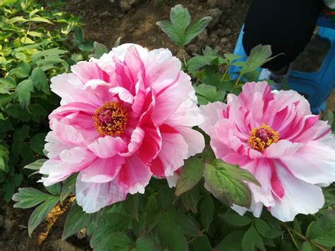 牡丹花适合什么土壤，土壤pH、土壤质地、排水性