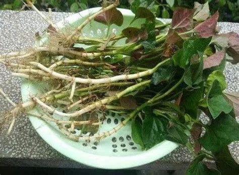吃鱼腥草对身体有什么好处，清热解毒、改善呼吸道疾病、清湿利尿