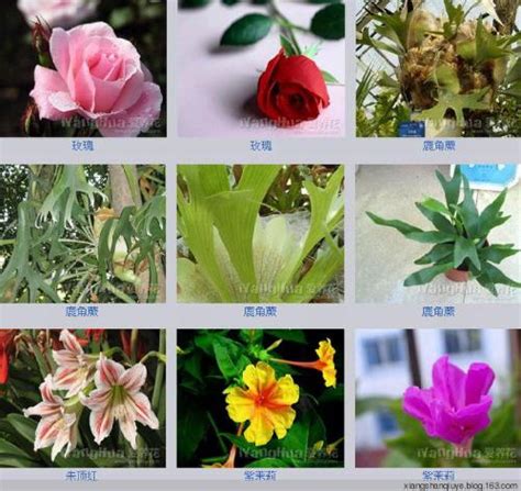 各种花对应的人的性格（玫瑰、菊花、向日葵）