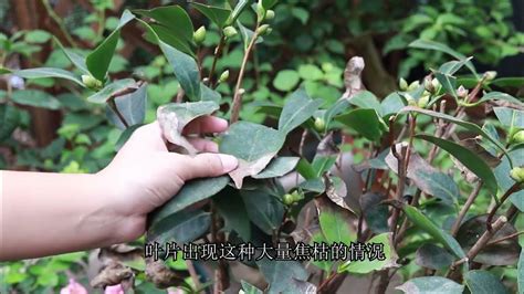 茶花枯枝枯叶怎么救治（修剪枯死部分／调整环境条件／防治病虫害）