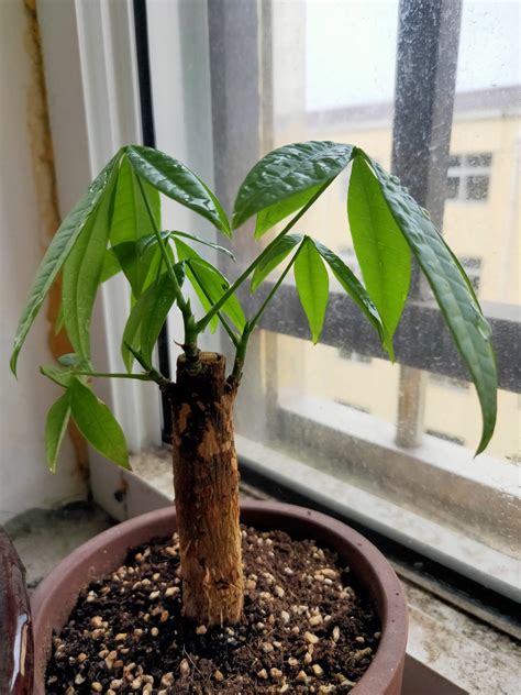 发财树太高可以截断吗，生长特点、过高的问题、截断的方法