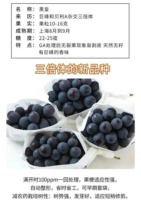 黑皇葡萄品种介绍（特点／栽培方法／营养价值）