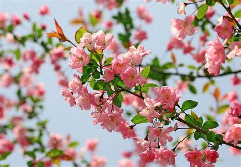 四个季节各开什么花，春天、夏天、秋天